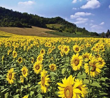 The effect of iron chelate fertilizer on farms