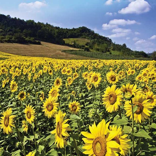 The effect of iron chelate fertilizer on farms