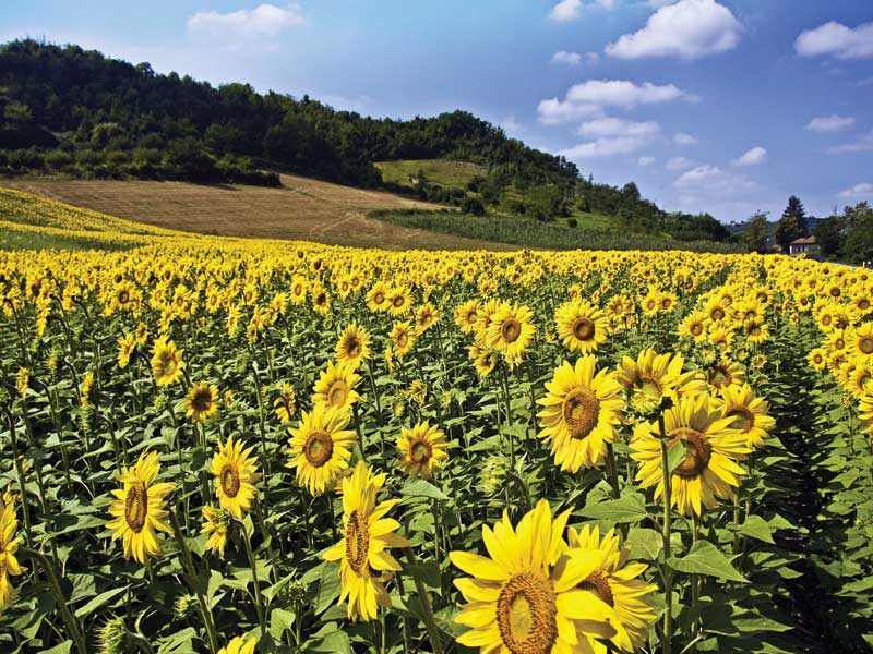 The effect of iron chelate fertilizer on farms