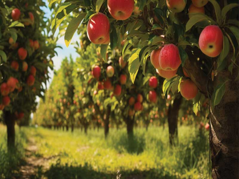 The effect of using npk fertilizers in increasing the productivity of trees